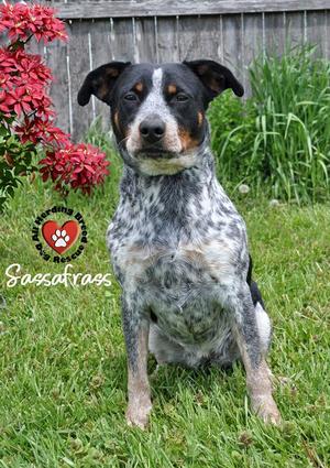 Sassafras, Australian Cattle Dog / Blue Heeler, young, available for adoption