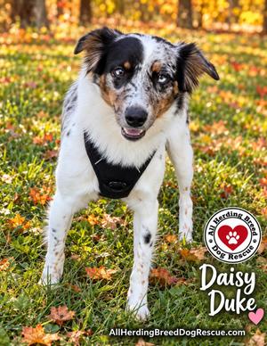 Daisy Duke, Cattle Dog / Australian Shepherd, young, available for adoption