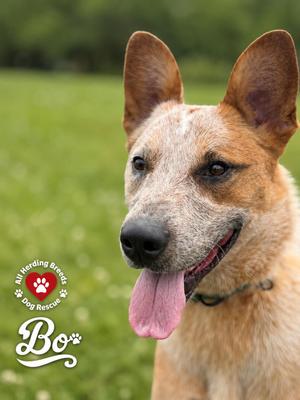 Bo, Cattle Dog, young, available for adoption