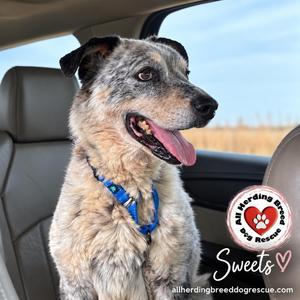 Sweets, Cattle Dog, adult, available for adoption