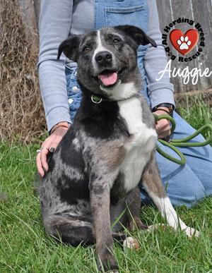 Auggie, Australian Shepherd / Catahoula Leopard Dog, young, available for adoption