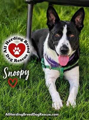 Snoopy, Border Collie / Black Labrador Retriever, young, available for adoption