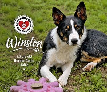 Winston, Border Collie, young, available for adoption