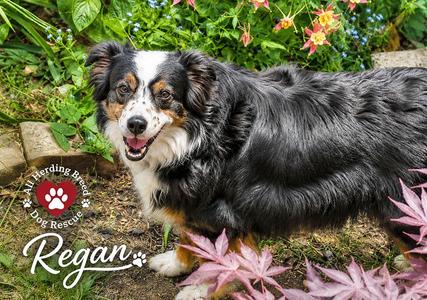 Regan, Australian Shepherd, adult, available for adoption