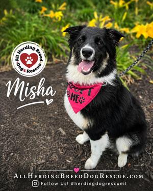 Misha, Border Collie, young, available for adoption