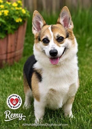 Remy, Pembroke Welsh Corgi, adult, available for adoption