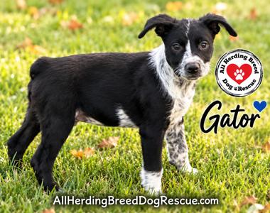 Gator, Cattle Dog, puppy, available for adoption