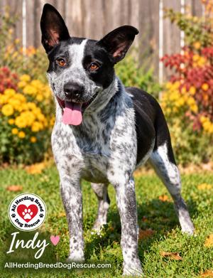 Indy, Cattle Dog, young, available for adoption