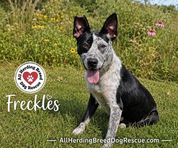 Freckles, Cattle Dog, young, available for adoption
