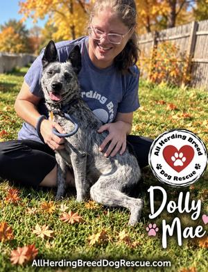 Dolly Mae, Cattle Dog, young, available for adoption