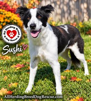 Sushi, Border Collie, young, available for adoption