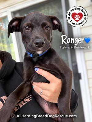Ranger, Black Labrador Retriever, puppy, available for adoption
