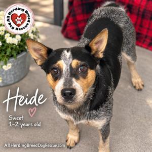 Heidi, Cattle Dog, young, available for adoption