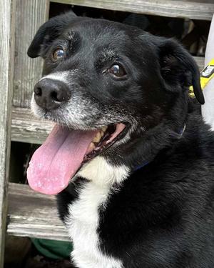 Boomer, Labrador Retriever / Hound, senior, available for adoption