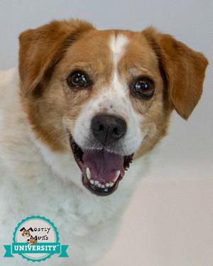 Hallie, Beagle, adult, available for adoption