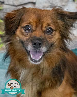 Elias, Spaniel, adult, available for adoption