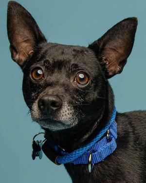 A close-up of a black dog with large ears and brown eyes, wearing a blue collar with a tag, against a blue background.