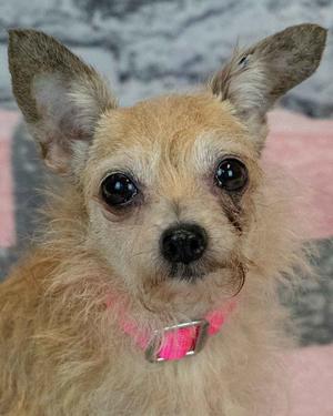 Felicia, Terrier / Chihuahua, senior, available for adoption