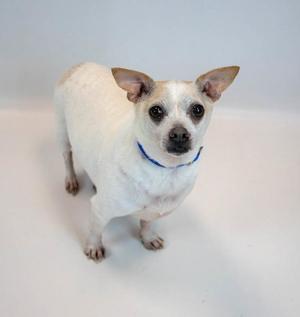 Chewy, Chihuahua, senior, available for adoption