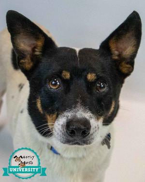 Alfalfa, Rat Terrier / Jack Russell Terrier, adult, available for adoption