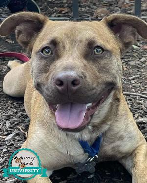 Asher, Boxer / Corgi, adult, available for adoption