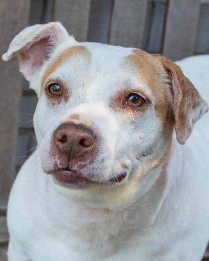 A close-up portrait of a white dog with tan markings on its head and ears, looking slightly to the side.