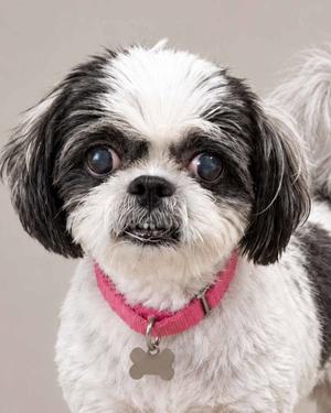 Edna, Shih Tzu, senior, available for adoption
