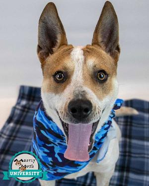 Cody, Cattle Dog, adult, available for adoption