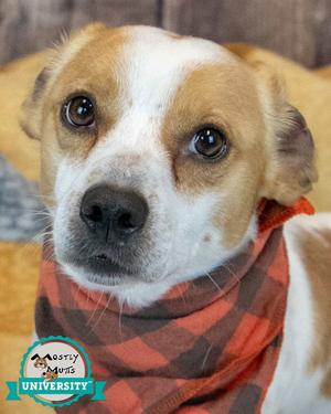 Amos, Dachshund / Jack Russell Terrier, adult, available for adoption