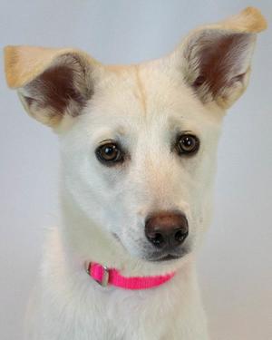 Jelly Bean, Husky / Shepherd, puppy, available for adoption