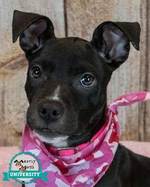 AnneMarie, Boxer / Bulldog, puppy, available for adoption
