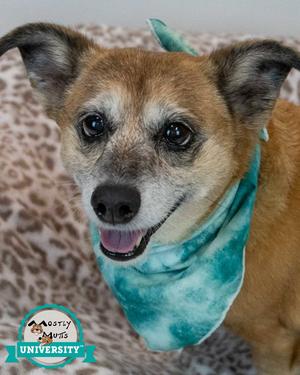 Daisey, Dachshund / Corgi, senior, available for adoption