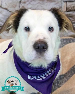Falkor, Shar Pei / Spaniel, puppy, available for adoption