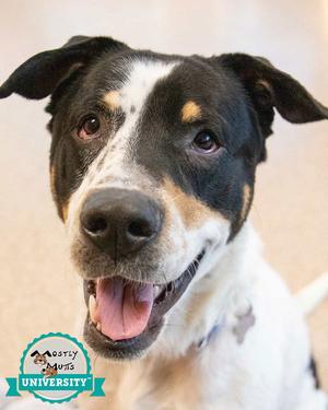 Bolton, Hound / Boxer, senior, available for adoption