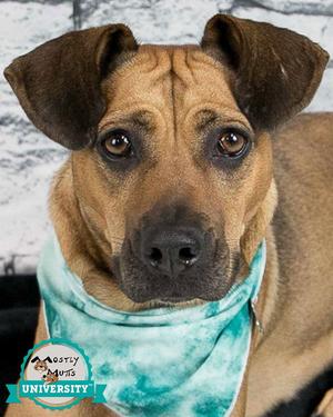 Josie, Hound, adult, available for adoption