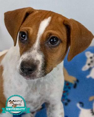 Frodo, Jack Russell Terrier / Hound, puppy, available for adoption