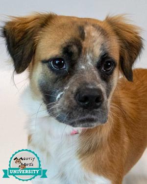 Kaelie, Spaniel / Boxer, adult, available for adoption