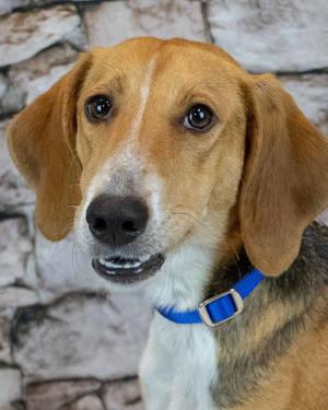 Elana, Treeing Walker Coonhound, adult, available for adoption