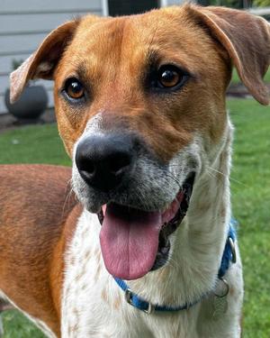 Atlas, Hound, adult, available for adoption