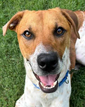 Atlas, Hound, adult, available for adoption