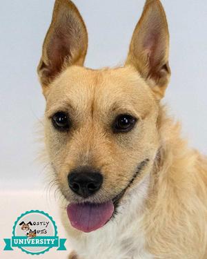 Hampton, Terrier / Corgi, adult, available for adoption