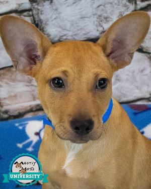 Gandalf, Jack Russell Terrier / Hound, puppy, available for adoption