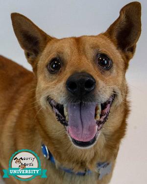 Conan, Terrier / Spitz, senior, available for adoption
