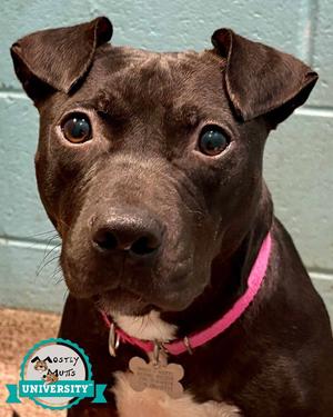 Emmy, Terrier / Labrador Retriever, adult, available for adoption