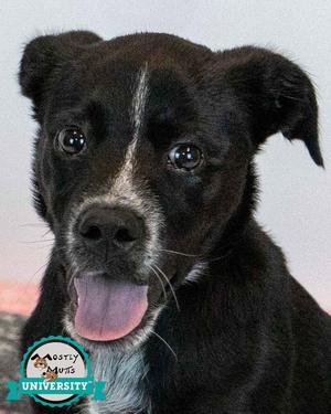 Korra, Labrador Retriever, puppy, available for adoption