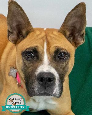 Adina, Terrier, adult, available for adoption
