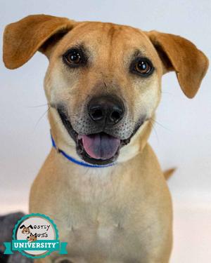 Isaac, Hound / Labrador Retriever, young, available for adoption