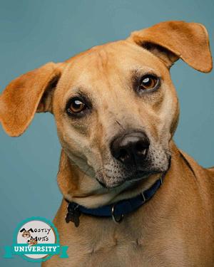 Isaac, Hound / Labrador Retriever, young, available for adoption