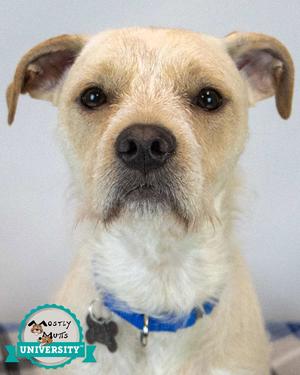 A light-colored dog with floppy ears and a blue collar, looking directly at the camera.