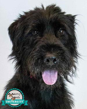 Jazzy, Poodle (Standard) / Terrier, adult, available for adoption